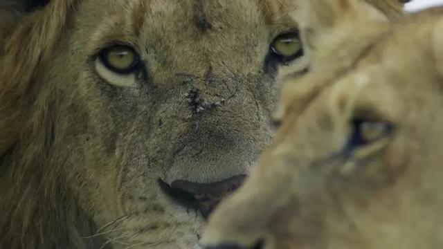 16部超赞自然纪录片，让孩子足不出户看到地球的“真实面目”！