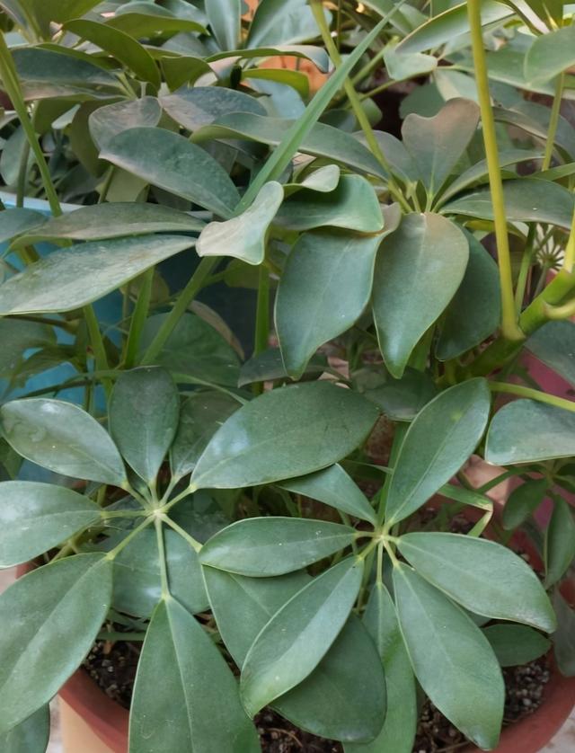 鹅掌柴 鹅掌柴（鹅掌柴种植密度） 生活