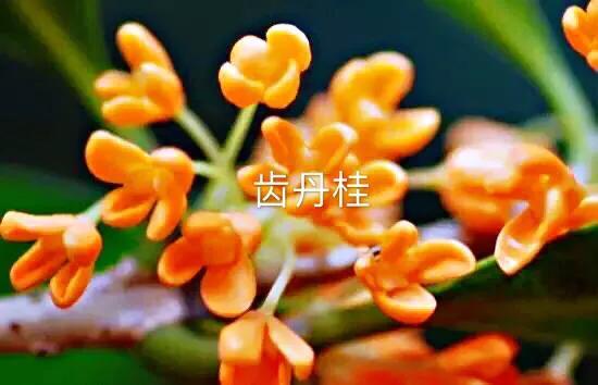 桂花的品种