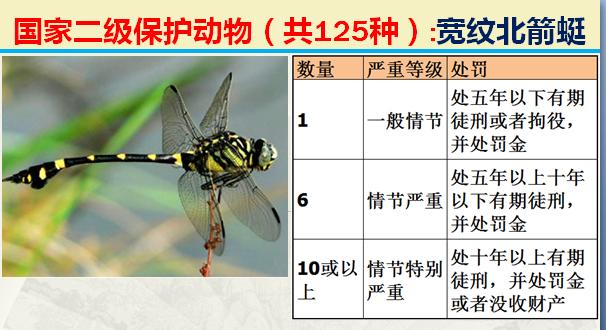 国家二级保护动物有哪些