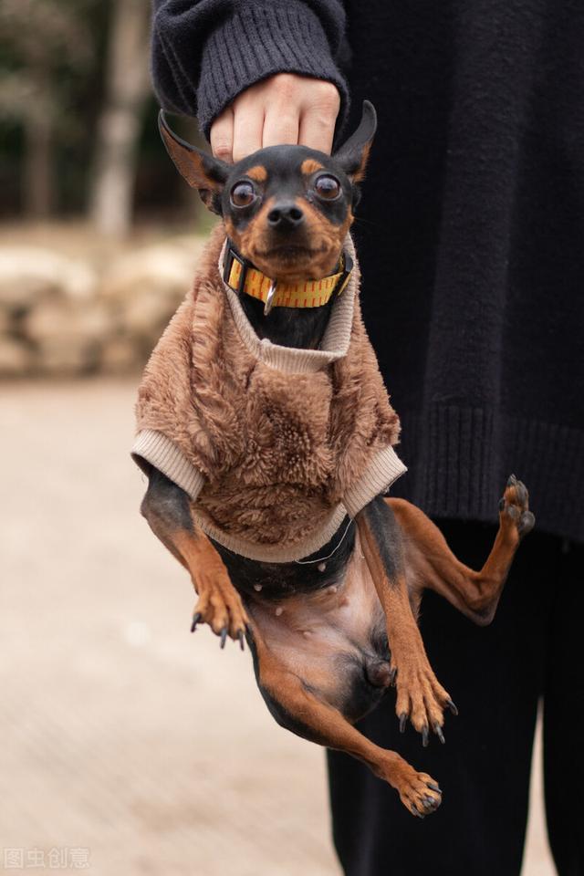 鹿犬表情包图片