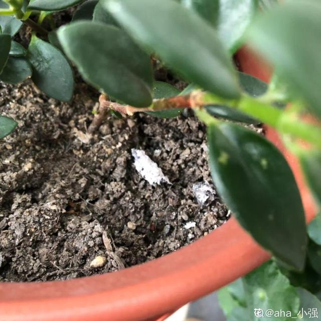 能磨芝麻核桃破碎机