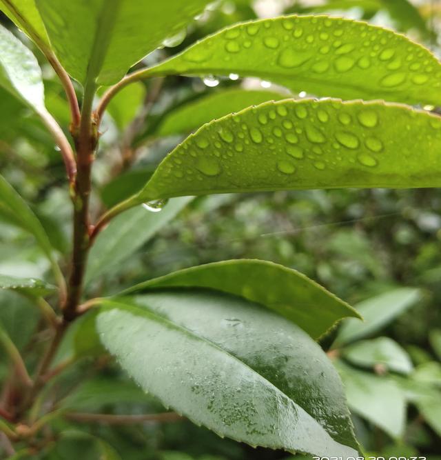 秋雨摞秋思