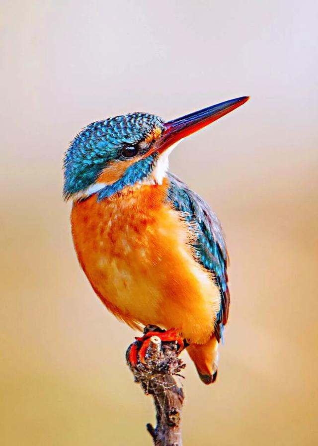 翠鸟吃什么食物(翠鸟吃什么食物为主)