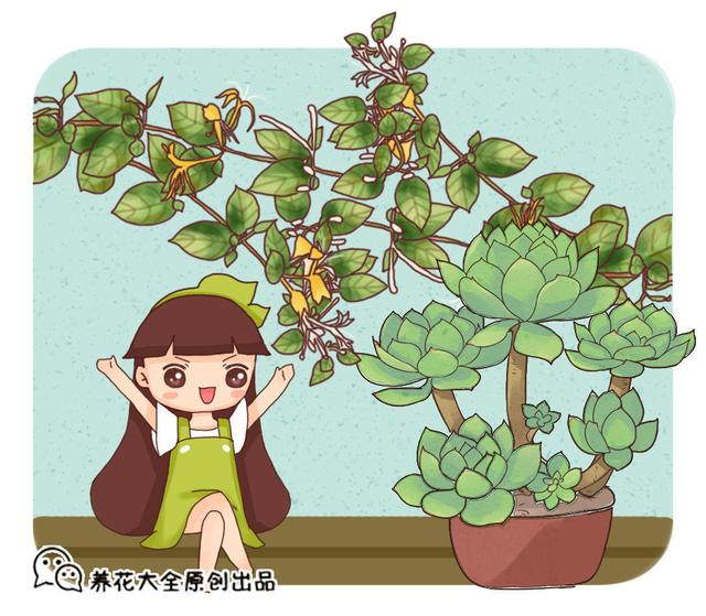 种植金银花