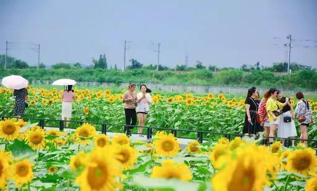 向日葵花期