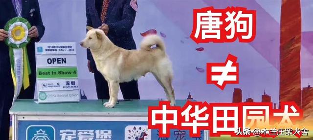 唐犬 唐犬（中华唐犬） 动物