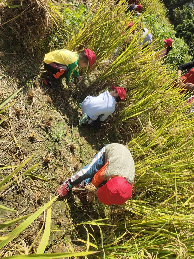 幼儿园的割水稻能手