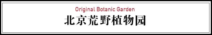 色天使怎么进不去了:北京夫妻关掉公司，造1500㎡园子过农夫生活：花草教我做人