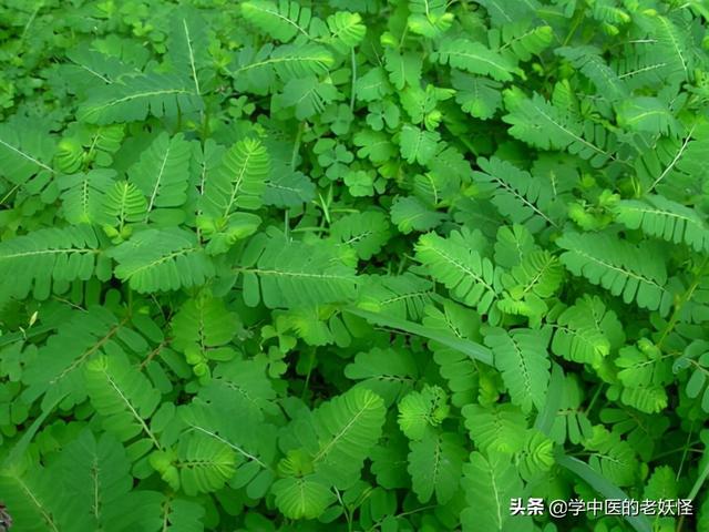 每日一中药——珍珠草