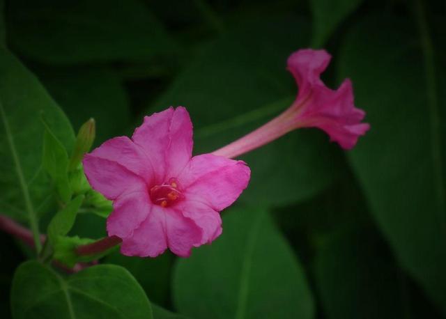 夜来香几月开花