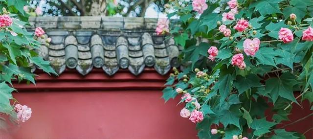 芙蓉花开 芙蓉花开（芙蓉花开花特点） 生活