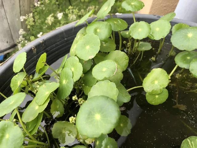 铜钱草怎么养（水陆两栖的铜钱草三大养殖方法）