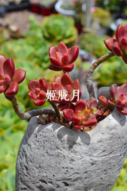 肉肉植物图片 肉肉植物图片（多肉植物图片及简介） 生活