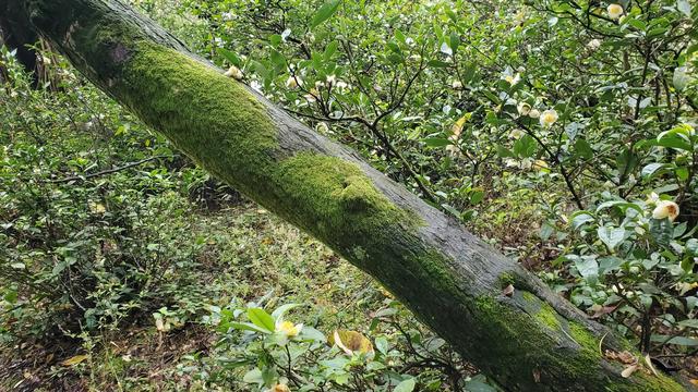 2021年三星note10+当主力机怎么样