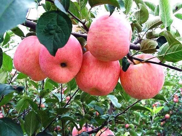 苹果“心”发霉，生产上如何辨别？又该如何防治呢？5