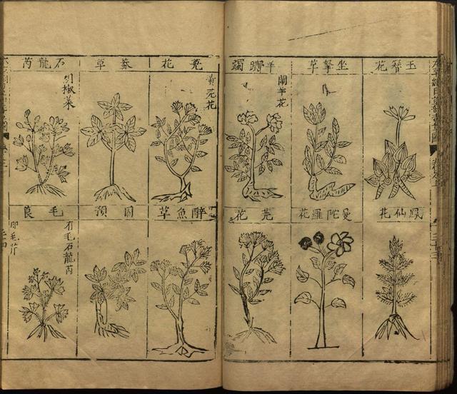 李时珍巨著《本草纲目》插图上卷（1596年刻本）