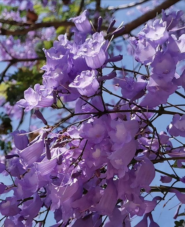 花名大全 名称，各种花的图鉴？