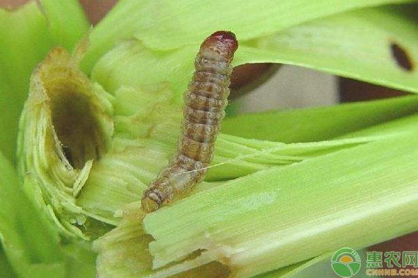 种植课堂：玉米病虫害有哪些？常见七种病虫害防治介绍2