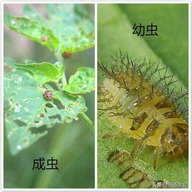 黄瓜叶片呈穿孔状，疑似细菌病害，其实是一种害虫在作怪4