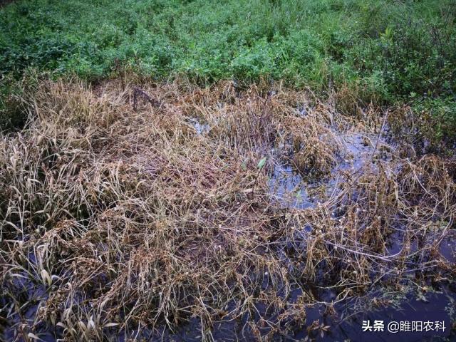 这个除草剂比百草枯还好，除草速度快，死草更彻底，持效期更长6