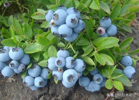 黑珍珠蓝莓