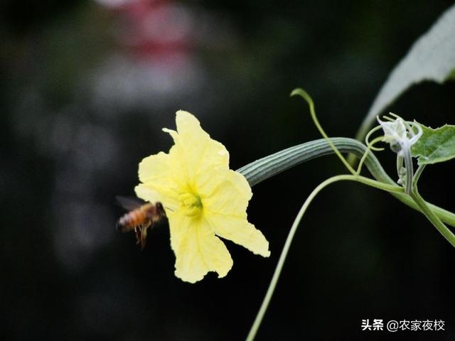 丝瓜种植 丝瓜种植（丝瓜种植管理和修剪） 生活