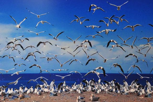 靠“鸟粪”暴富的国家，全民跑车成标配，结果矿挖完了全国傻眼了