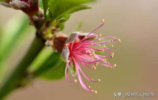 各地桃树鲜花盛开后，正是桃蚜开始一年猖狂时，怎么办11