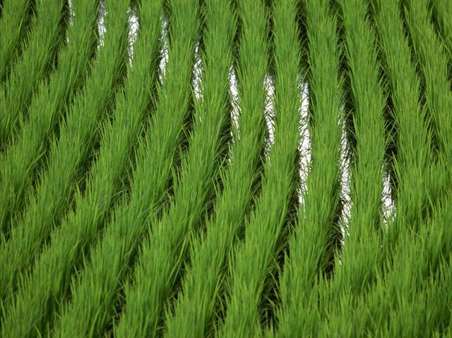 水稻后期管理需要加把劲，4项关键措施要做到位，才能确保高产2