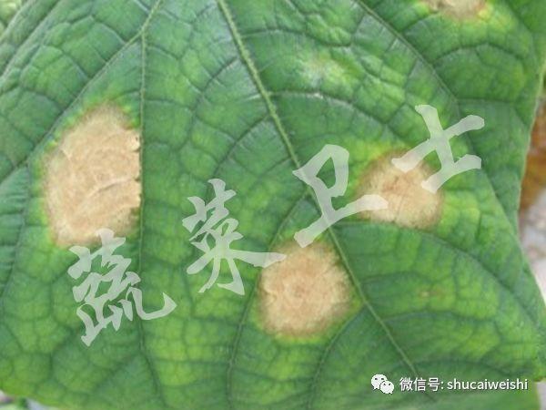 黄瓜“小黄点”蔓延，多措施做好防控6