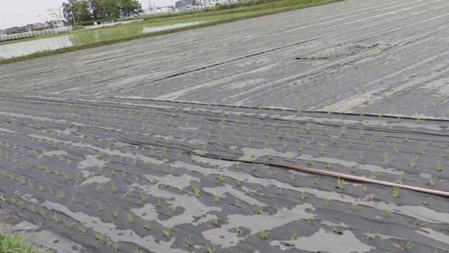 日本：用纸膜替代塑料薄膜的水稻种植技术，50天后分解成氮肥7