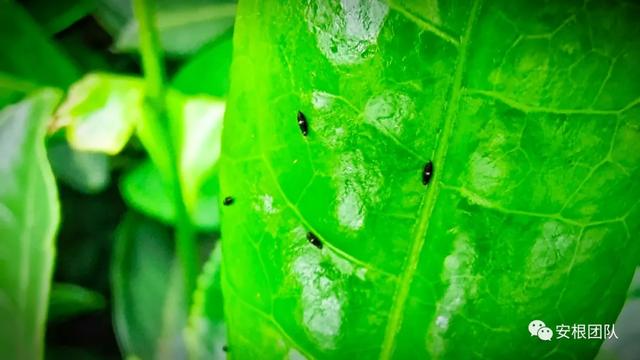 茶蓟马的生物防治6