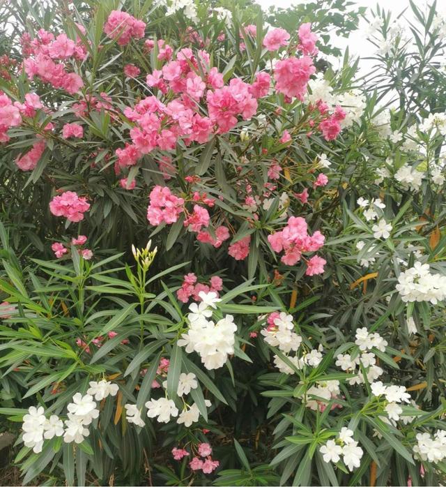 花卉名称