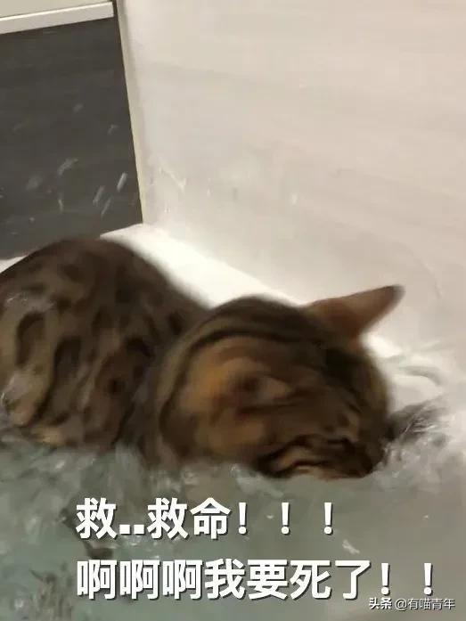 豹猫图片