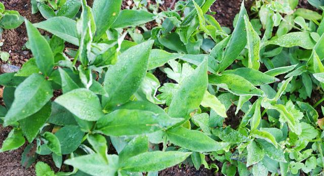 半夏的临床配伍应用