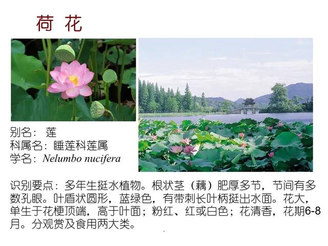 水生植物种类 水生植物种类（水生植物100种） 生活