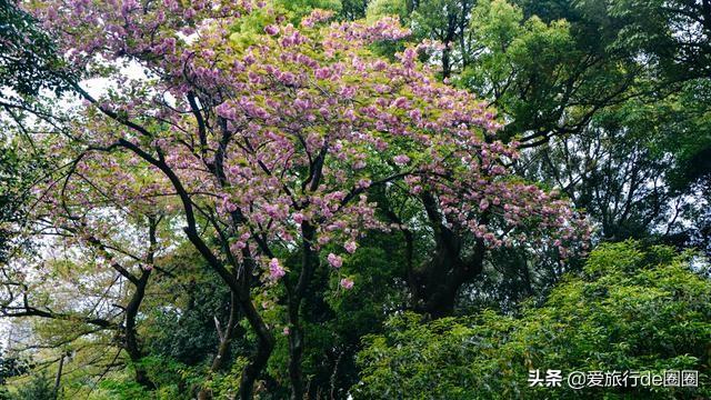 新宿御苑 繁华闹市里美得不可思议的公园 全网搜