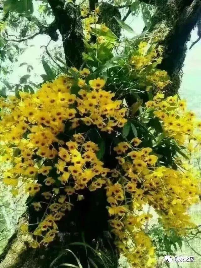 石斛种类 石斛种类（石斛种类有哪些） 生活