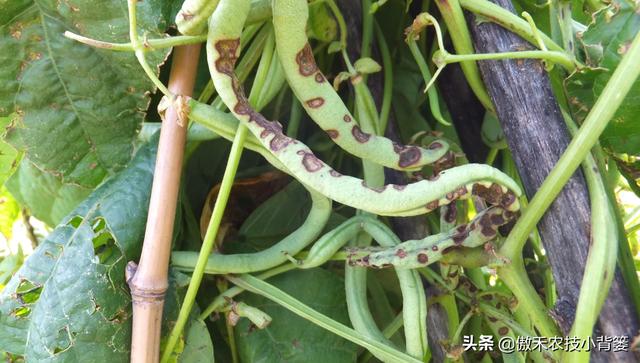 夏季高温多雨要严防作物炭疽病，掌握病害防治技巧早防早治是关键