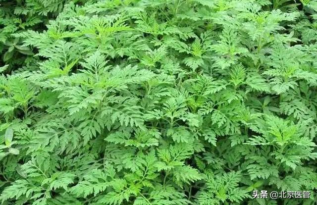 关于艾草的那些事