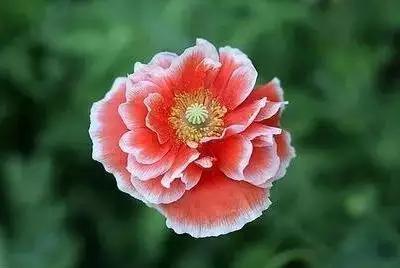 50种浪漫鲜花花语大全 50种浪漫鲜花花语大全（50种浪漫鲜花花语大全图片） 生活