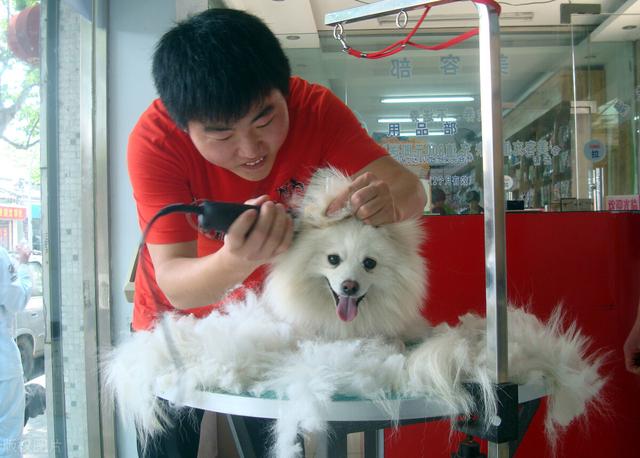 广州宠物领养 广州宠物领养（广州宠物领养中心官网） 动物