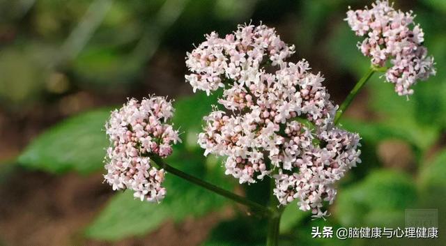 薰衣草精油排行榜