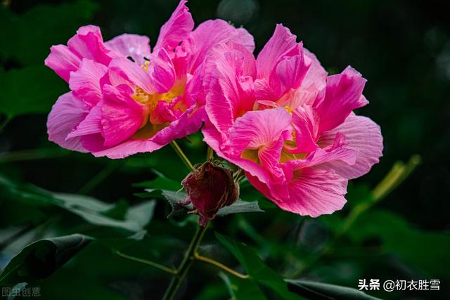 木芙蓉 木芙蓉（木芙蓉花语） 生活