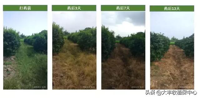 除草剂杀草实测：杂草30分钟枯萎，3天死亡！防效近100%9