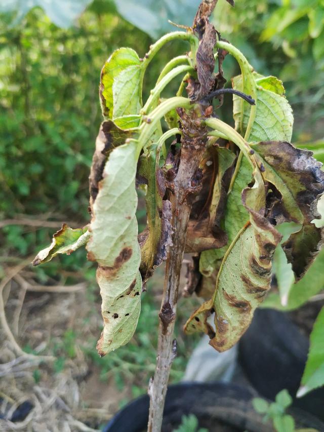 这种虫害是樱桃树最大的天敌，防治要狠一点4