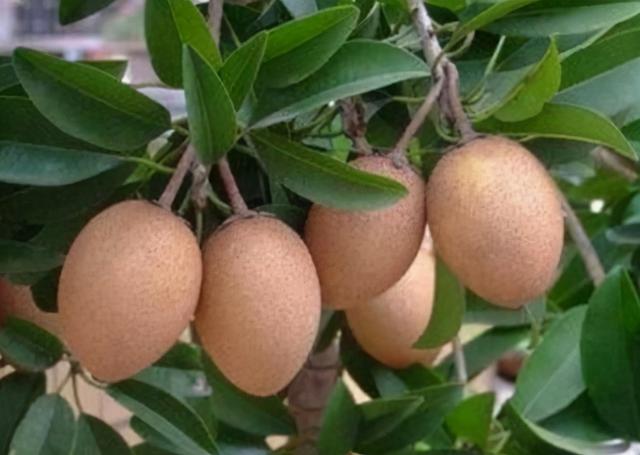 人心果人心果什么时候成熟