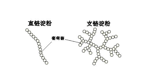 大米淀粉粒绘图图片