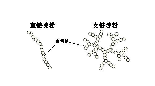 糯米与大米有啥不一样？为什么大米能成为主食，糯米却不行？